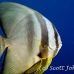 batfish_longfin_lk_h_0705_png1204.jpg